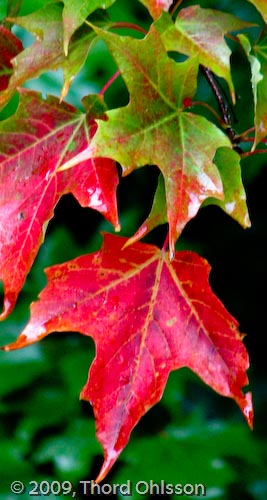 Acer saccharum